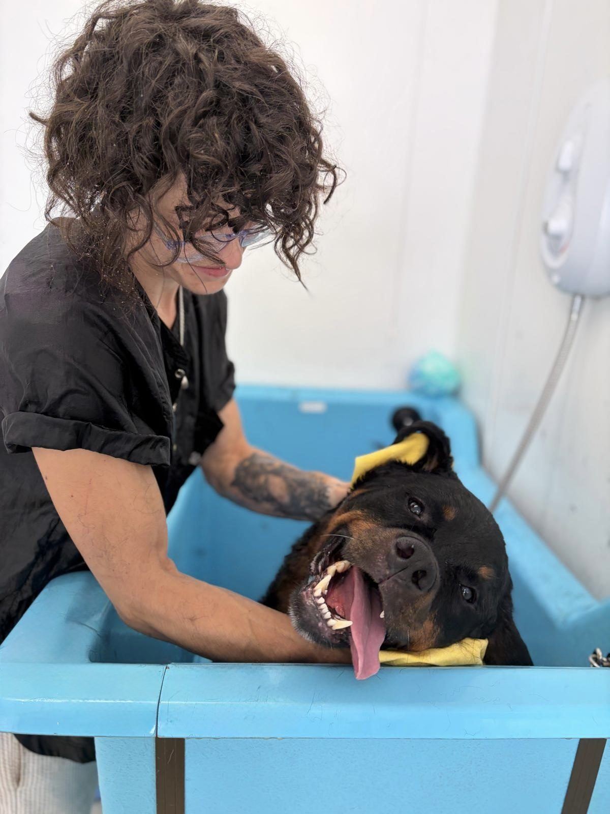 Amber-Louise washing a relaxed Rottweiler in the blue salon bath, steadying his head with one hand as she works through his coat