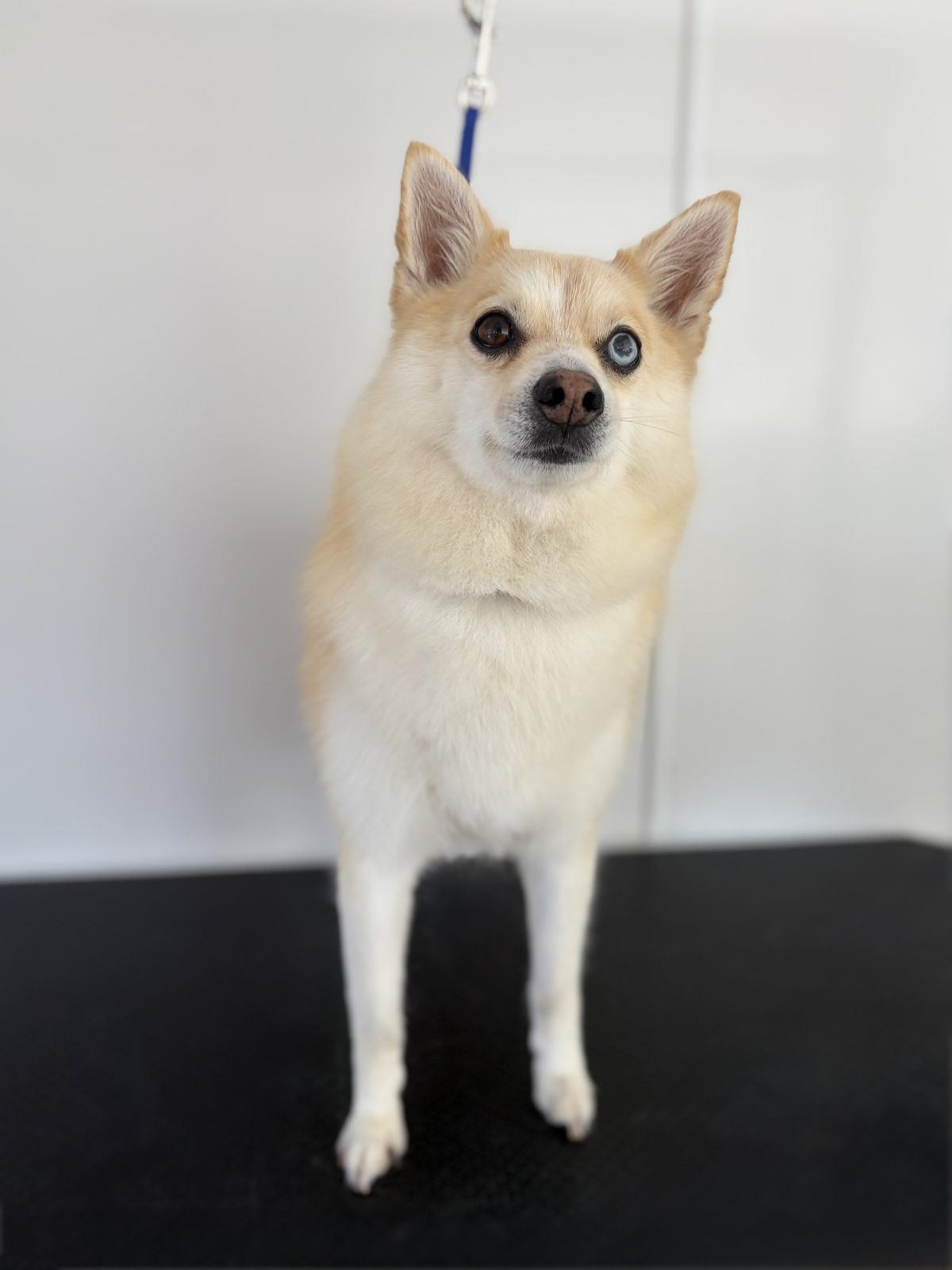 A small cream-coated dog standing confidently on the grooming table after a gentle, unhurried groom