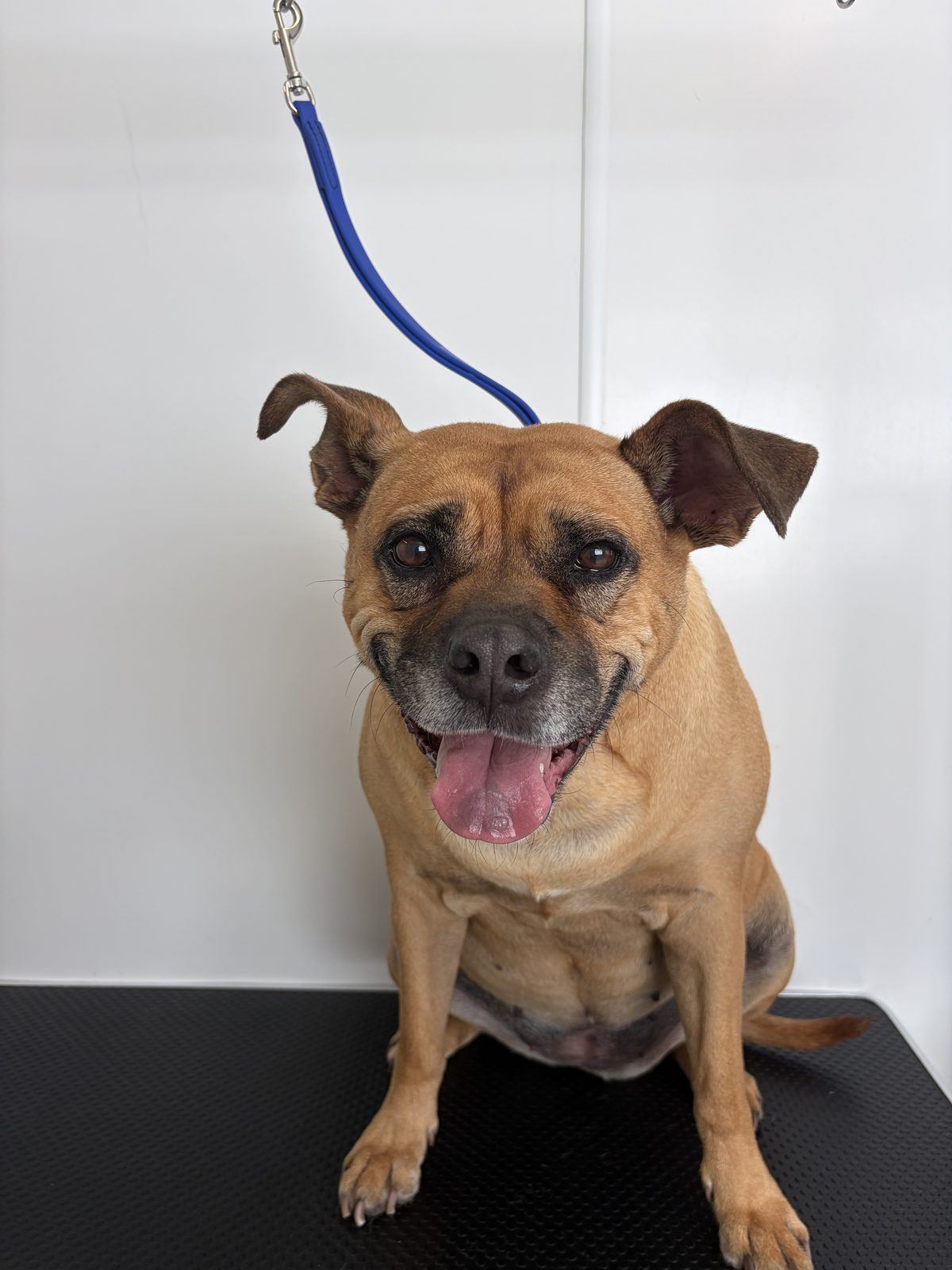 A smiling tan mixed-breed dog sitting on the grooming table after his bath and blow dry