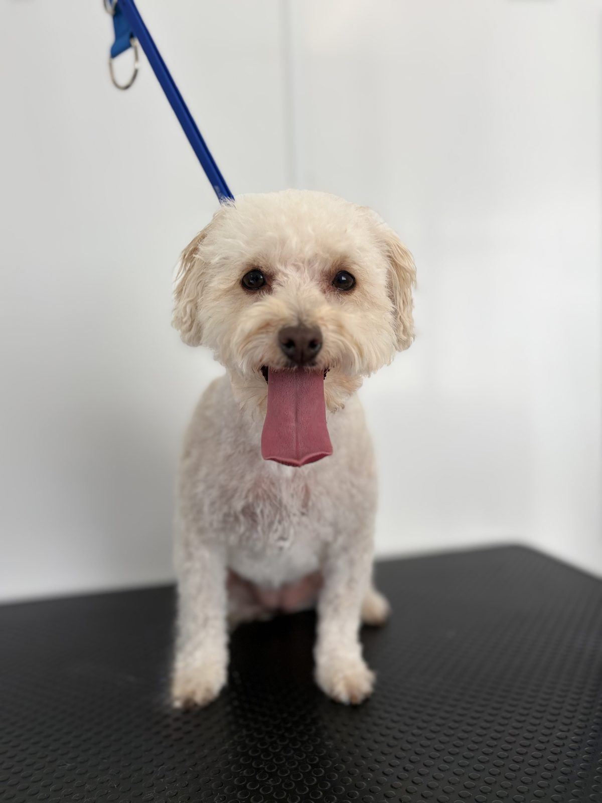 A freshly groomed white curly-coated dog sitting calmly on the grooming table at Mojo's Bath House