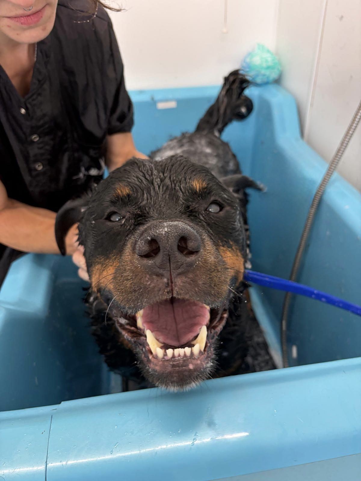 A large Rottweiler lying calmly in the salon bath while Amber supports his head during his wash