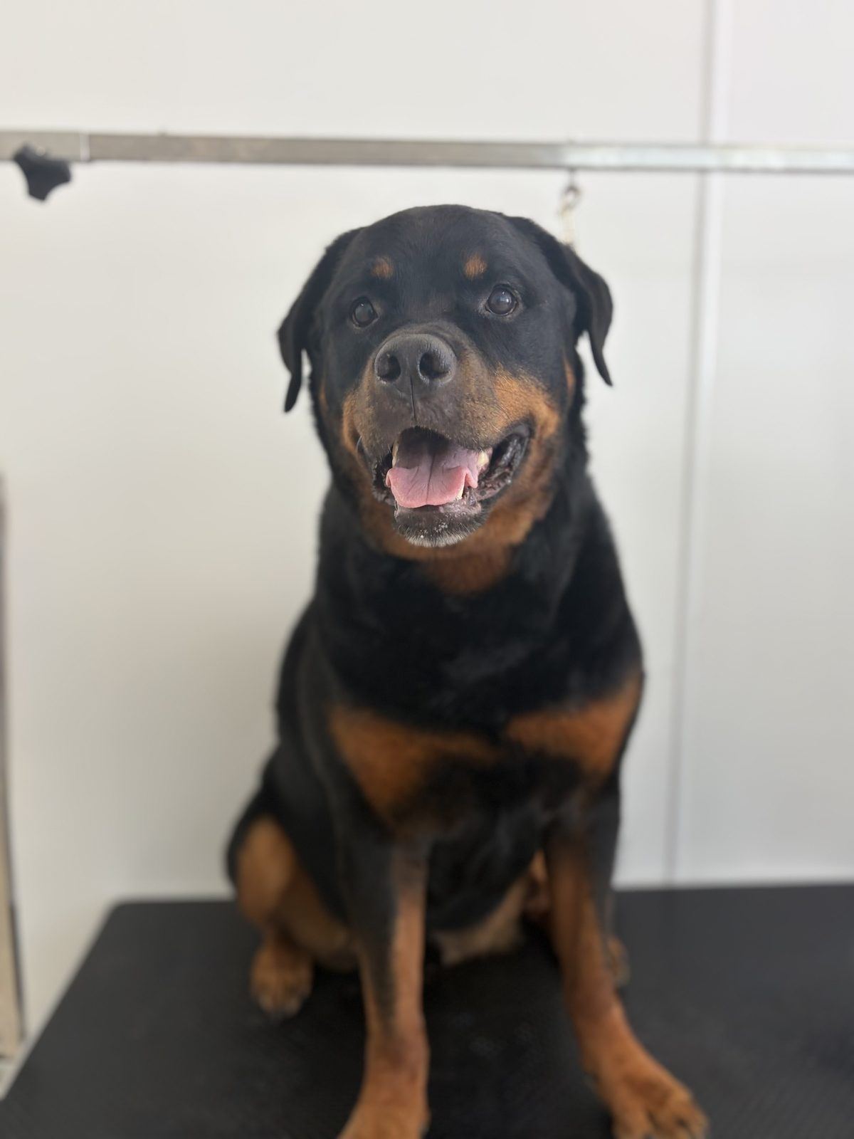 Mojo the Rottweiler sitting squarely on the grooming table, mouth open and looking towards the camera