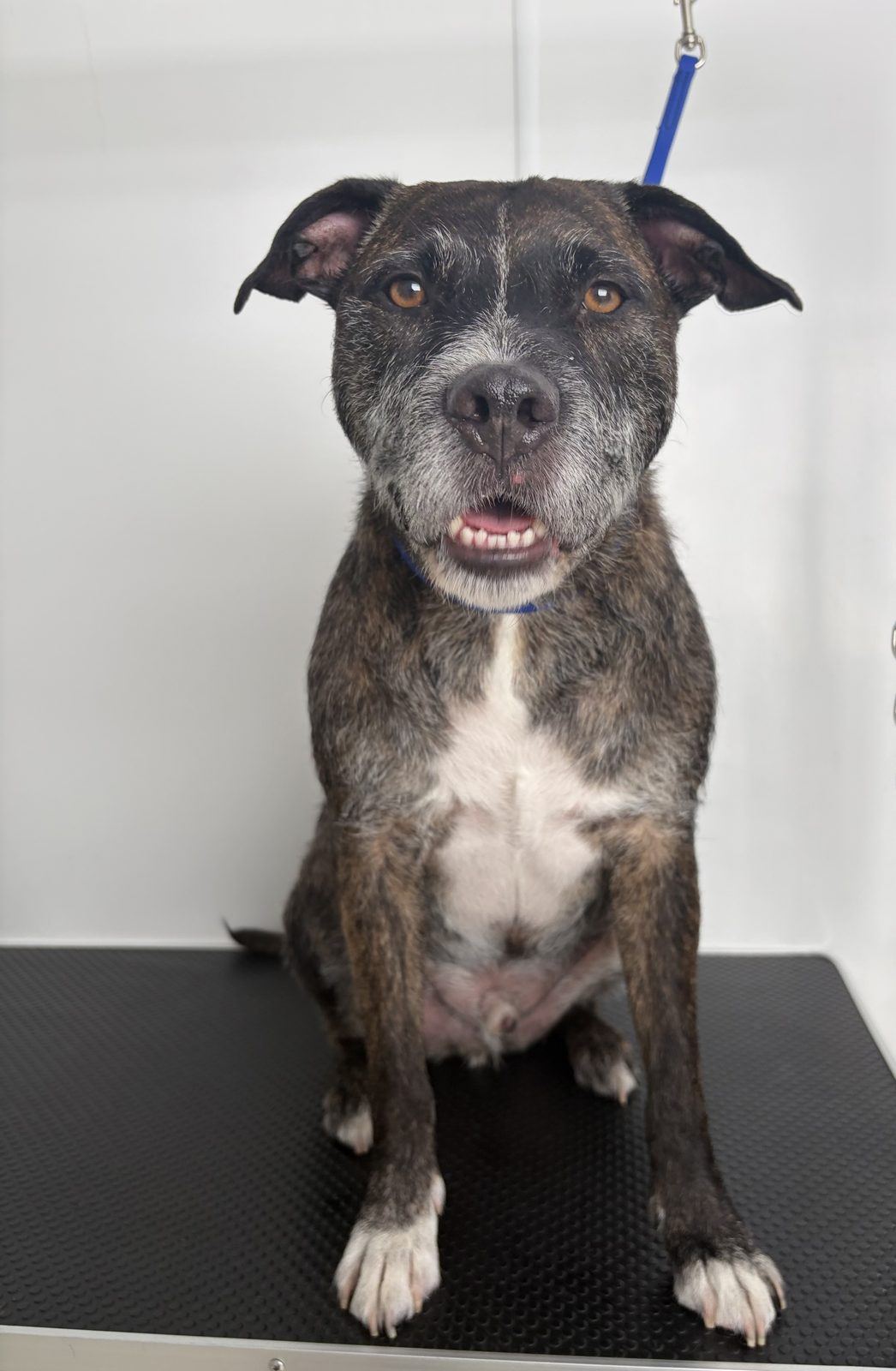 An older brindle terrier sitting steadily on the grooming table, watching calmly during a one-to-one appointment