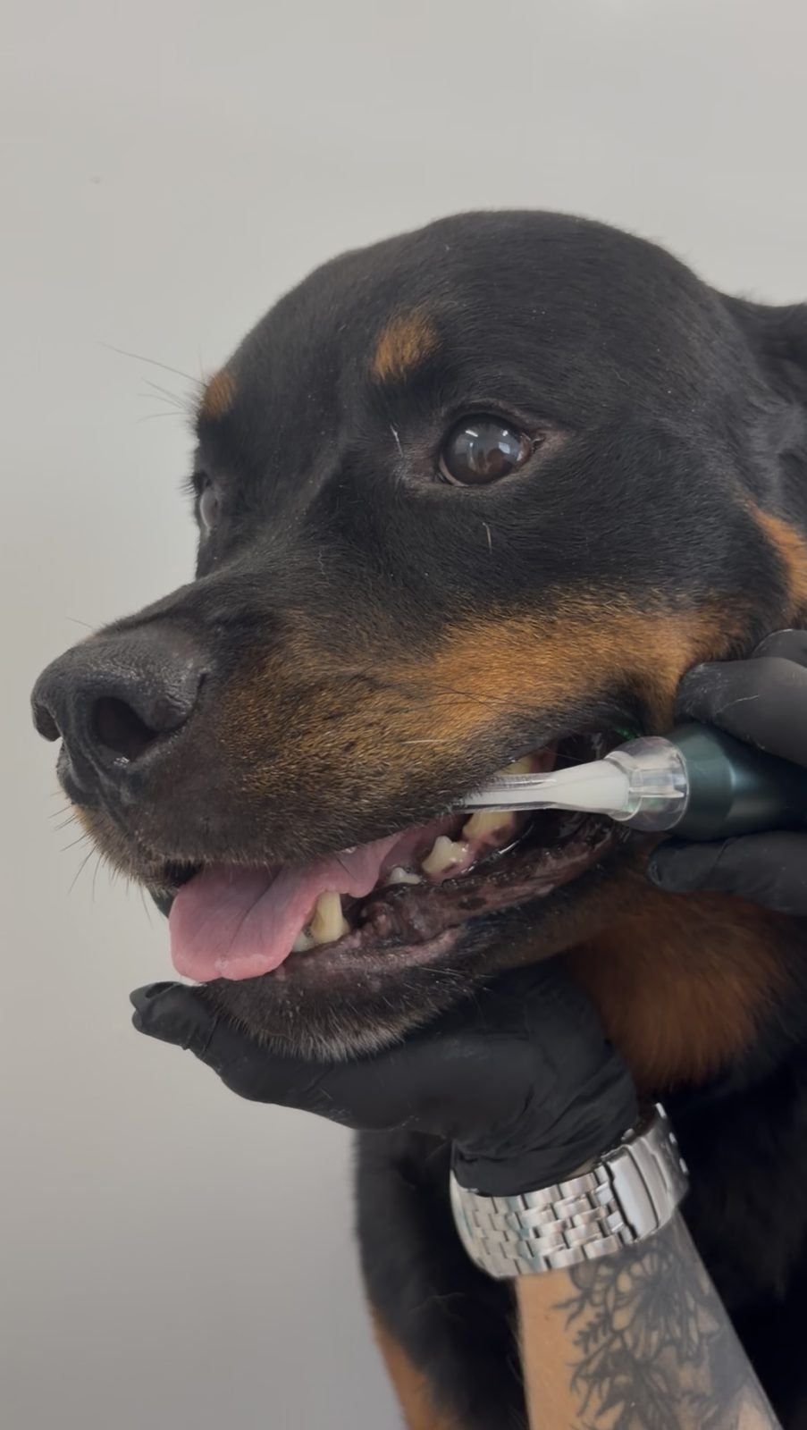 A relaxed Rottweiler having an emmi-pet ultrasonic brush head held gently against his teeth by a gloved hand